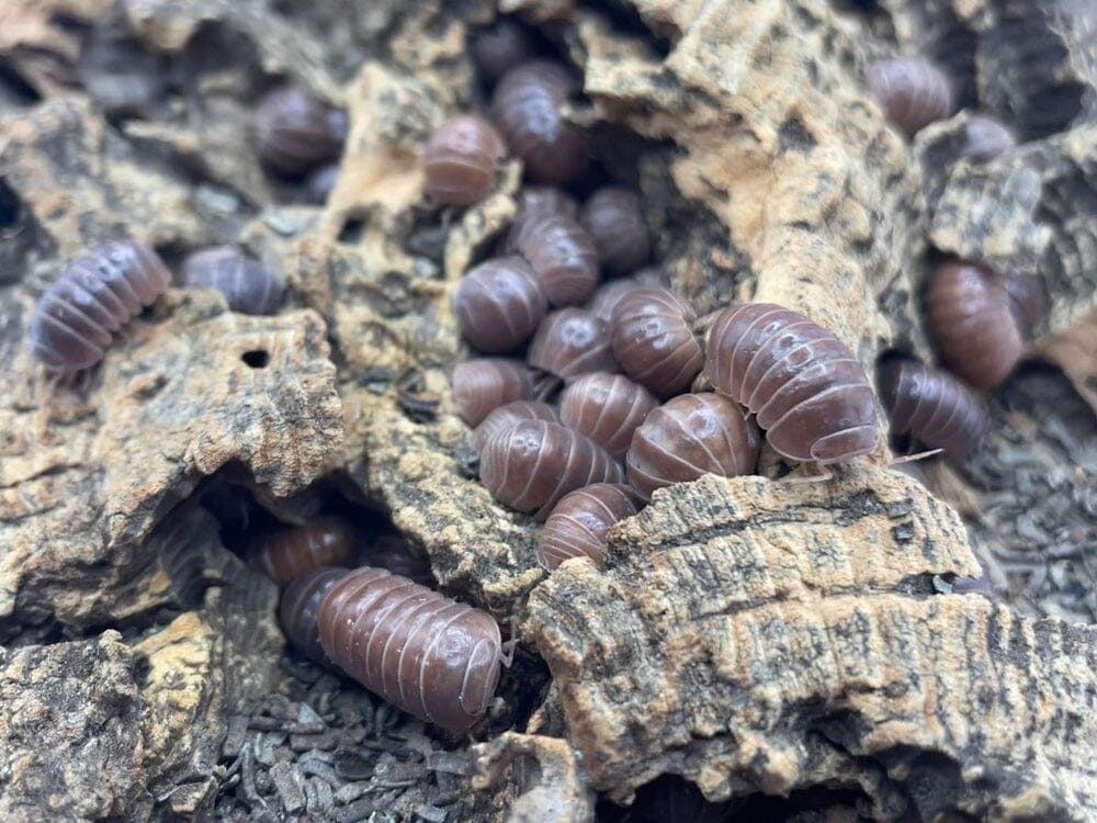 Armadillo officinalis "Spanish Red" Isopods DubiaRoaches.com 10ct