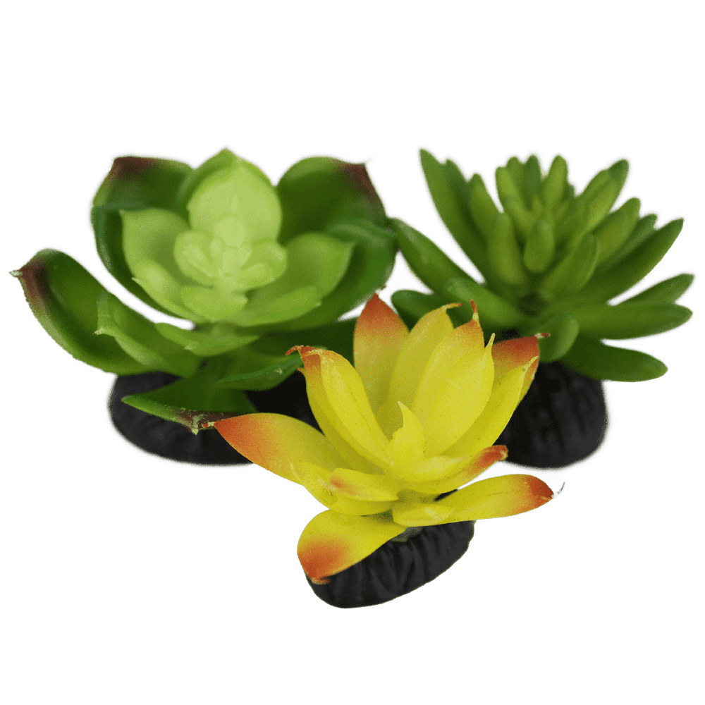 Komodo Living Natural Desert Succulents, 3 pack Komodo