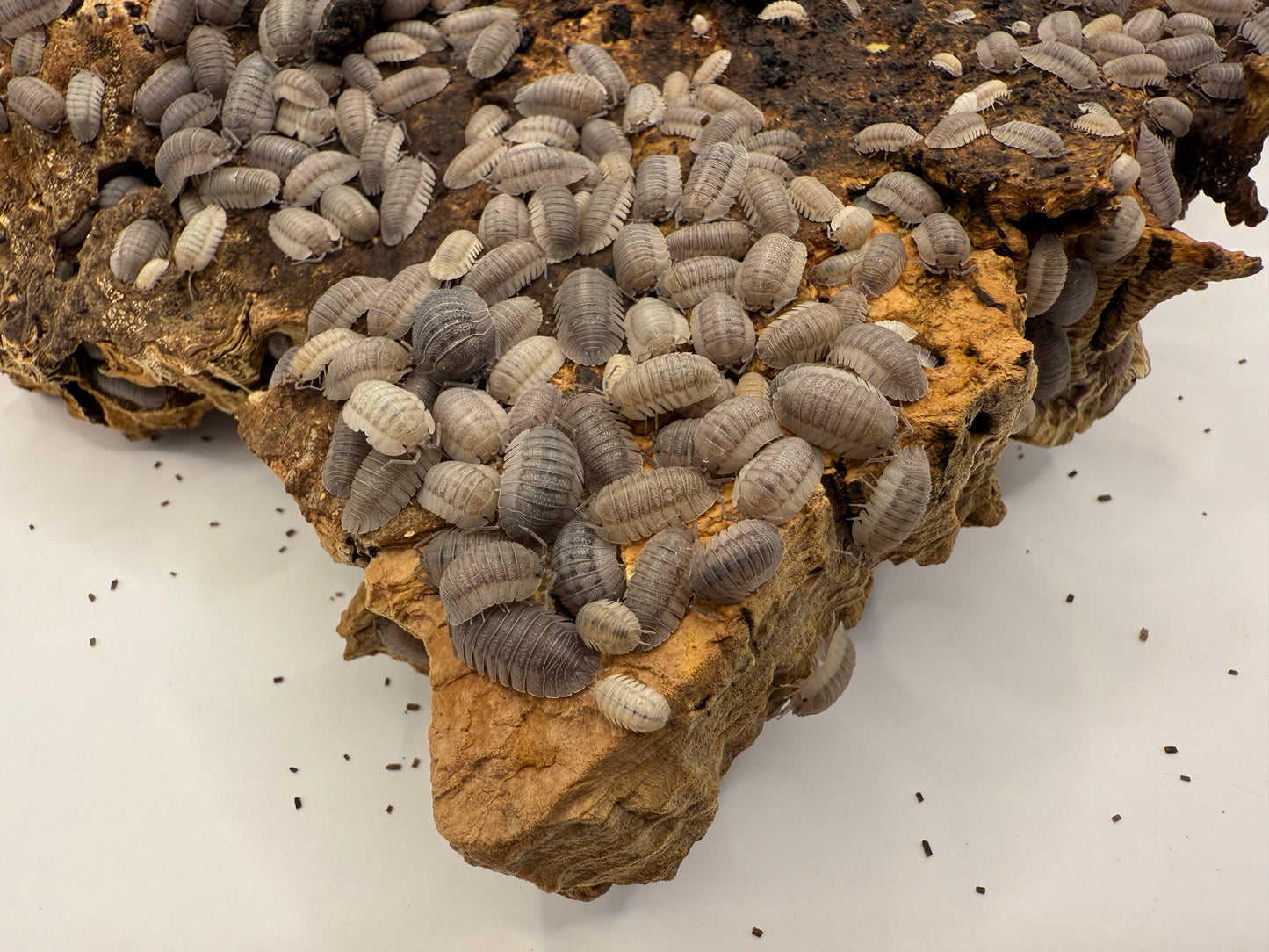 Armadillidium peraccae Isopods (Rough Roly Poly)