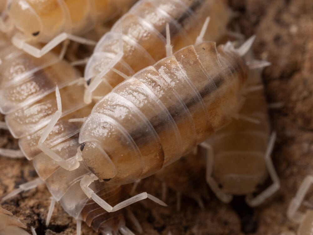 "Butter Pecan" Isopods Cubaris murina