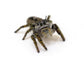Jumping Spiders Dubia.com Carolina (Phidippus carolinensis) i5-i6 Unsexed FedEx 2 Day