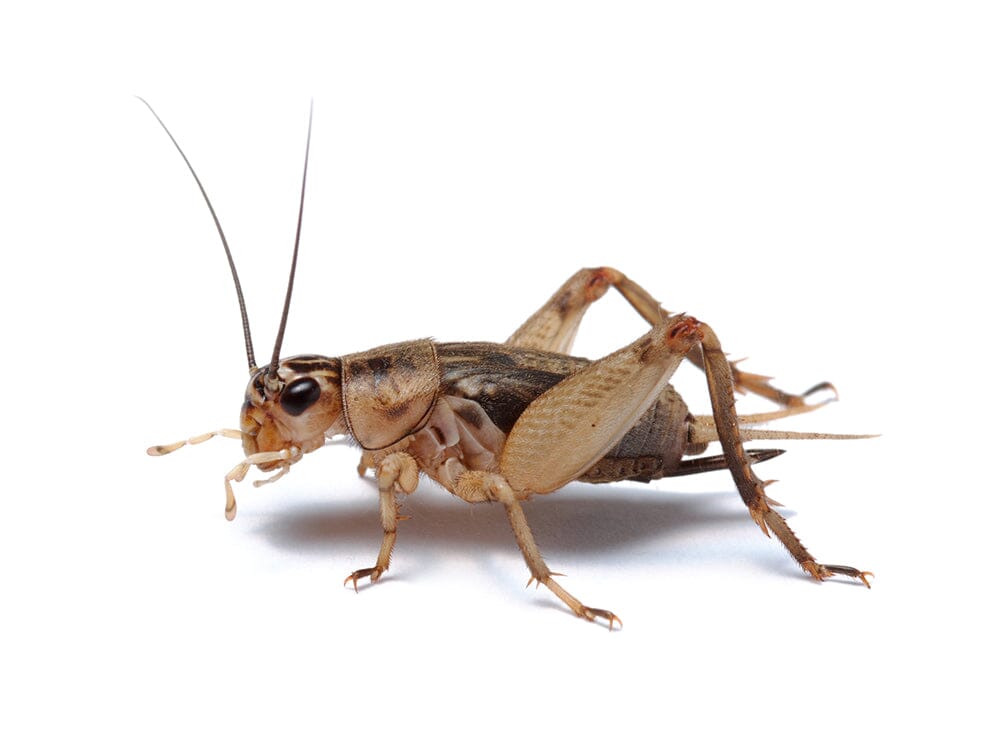 Crickets