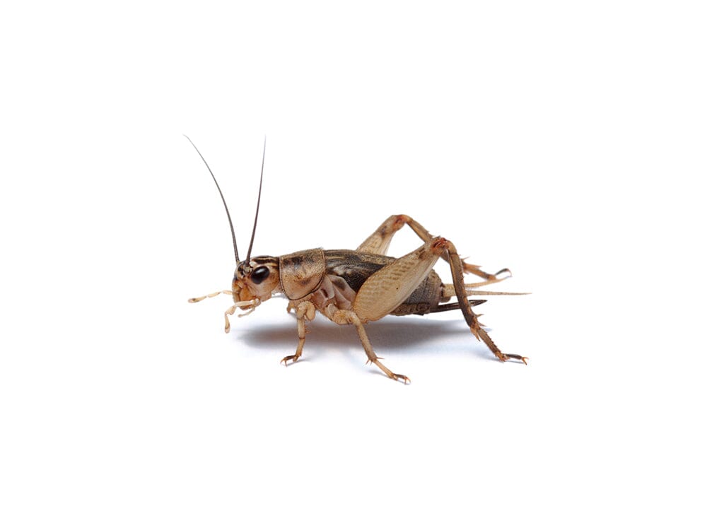 Crickets