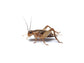 Crickets
