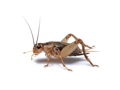 Crickets