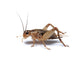 Crickets