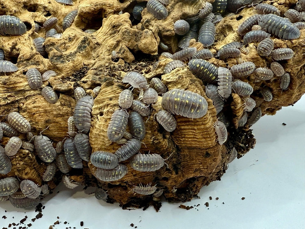 Armadillidium Granulatum 'Granulated' Isopods