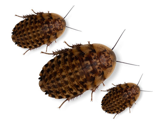 Discoid Roaches FREE SHIPPING dubia roaches DubiaRoaches.com 
