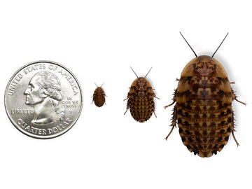 Discoid Roaches - Florida Legal