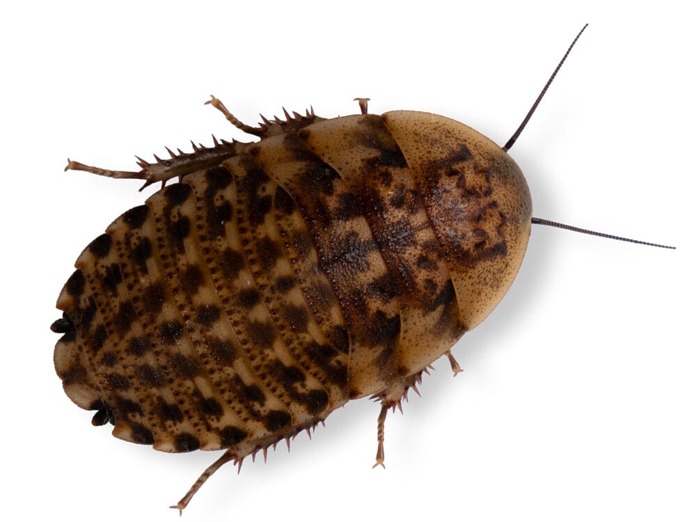 Discoid Roaches For Sale