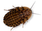 Discoid Roaches FREE SHIPPING
