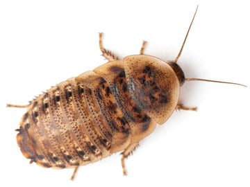 Dubia Roaches