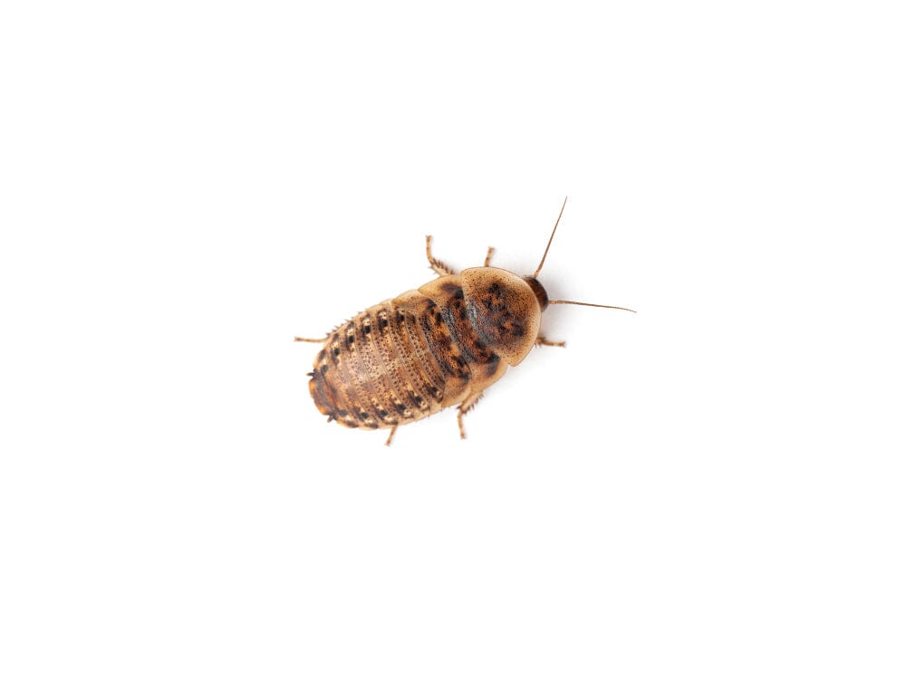 Small Roch's Extra Small Dubia Free Shipping - Live Feeders | “Order Tiny Roaches ...