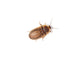 Extra Small 1/4" Dubia FREE SHIPPING dubia roaches DubiaRoaches.com 