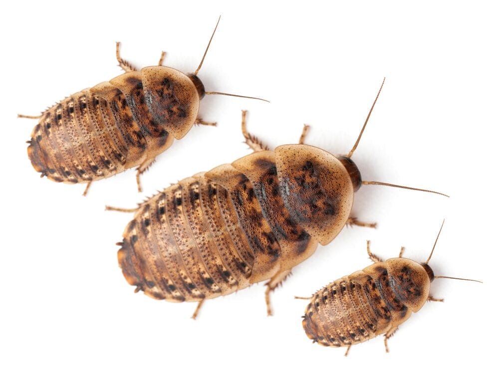 Dubia Roaches FREE SHIPPING dubia roaches Dubia.com 