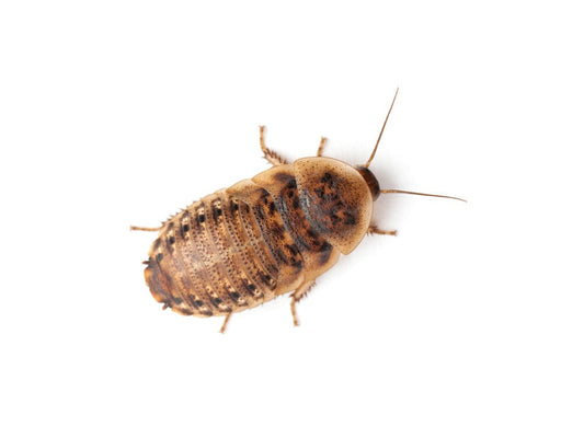 Medium 3/4" Dubia dubia roaches DubiaRoaches.com 