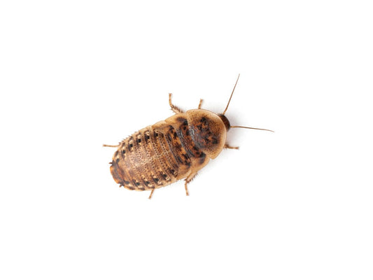 Small 3/8" Dubia FREE SHIPPING dubia roaches DubiaRoaches.com 