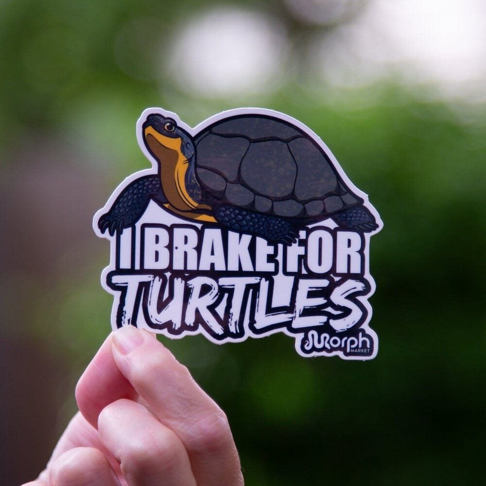 I Brake For Turtles Sticker Sticker Dubia.com Die-Cut 