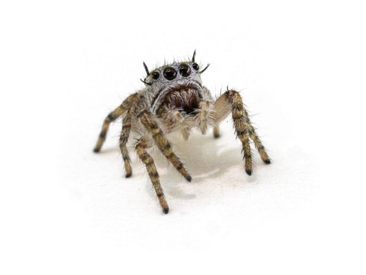 Jumping Spiders