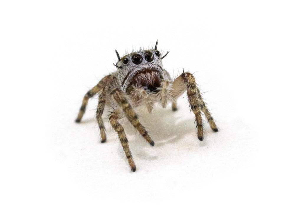 Jumping Spiders Dubia.com High Eyelash (Phidippus mystaceus) i4-i6 Unsexed FedEx 2 Day