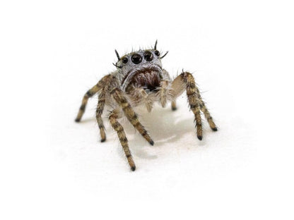 Jumping Spiders