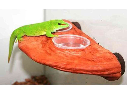 Gecko Ledge - Mojave w/ two cups