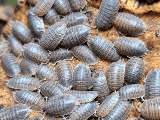 Giant Canyon Isopods Porcellio dilatatus