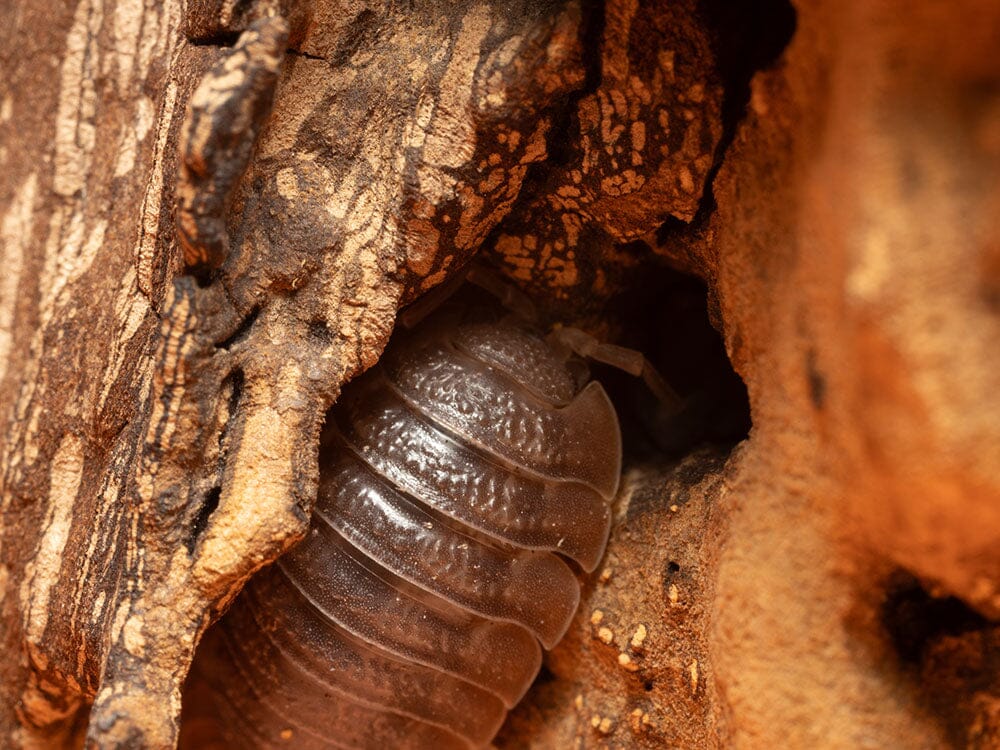 Giant Canyon Isopods (Porcellio dilatatus) RPG 