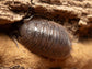 Giant Canyon Isopods (Porcellio dilatatus) RPG 