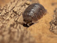 Giant Canyon Isopods (Porcellio dilatatus) RPG 