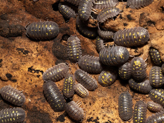 "Granulated" Isopods Armadillidium Granulatum