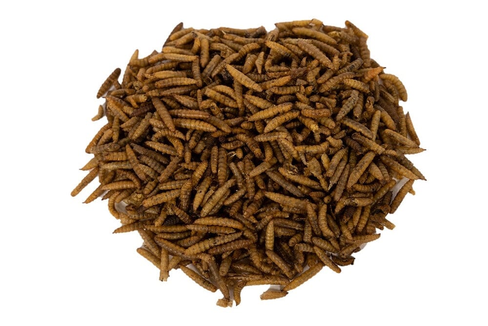 Dried NutriGrubs nutrigrubs DubiaRoaches.com 