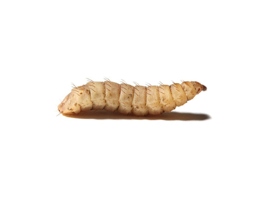 Small CalciGrubs™