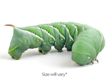 can bearded dragons eat tobacco hornworms Giving My Dragon BLUE Hornworms! Worms safe for bearded dragons