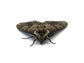 Live Hornworm Moth Pupa Sexed Pairs Manduca sexta
