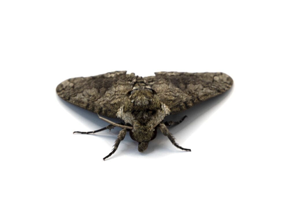 Live Hornworm Moth Pupa Sexed Pairs Manduca sexta