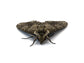 Live Hornworm Moth Pupa Sexed Pairs Manduca sexta