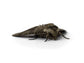 Live Hornworm Moth Pupa Sexed Pairs Manduca sexta