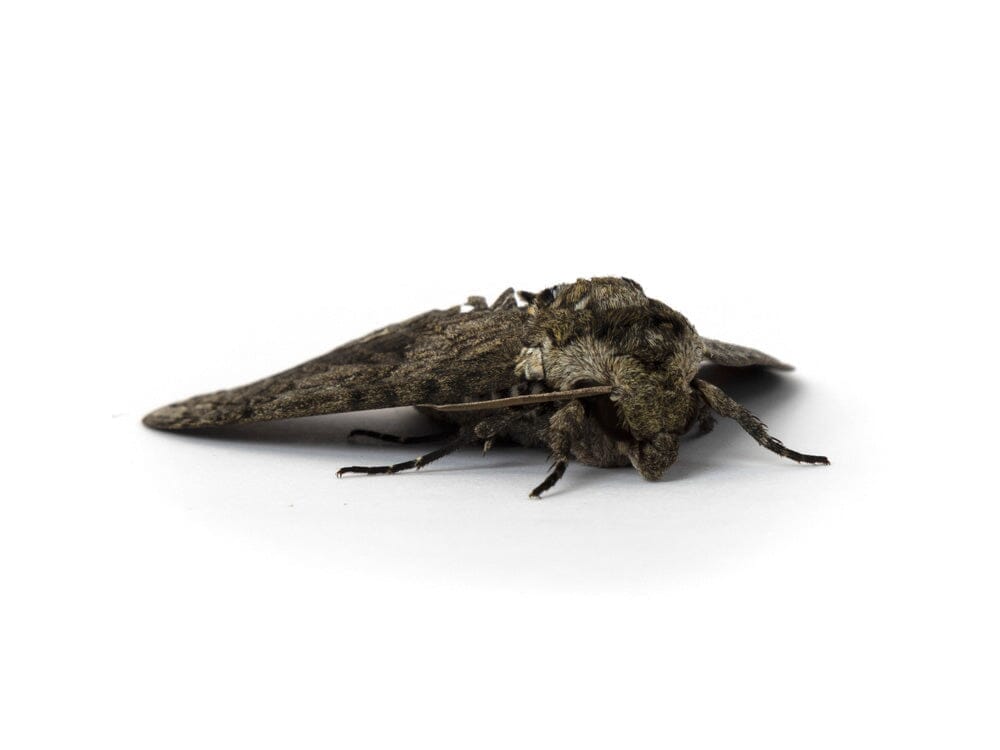 Live Hornworm Moth Pupa Sexed Pairs Manduca sexta