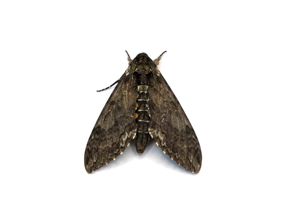 Live Hornworm Moth Pupa Sexed Pairs Manduca sexta