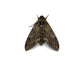 Live Hornworm Moth Pupa Sexed Pairs Manduca sexta