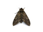 Live Hornworm Moth Pupa Sexed Pairs Manduca sexta