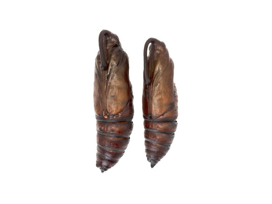 Live Hornworm Moth Sexed Pairs Manduca sexta