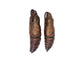 Live Hornworm Moth Sexed Pairs Manduca sexta