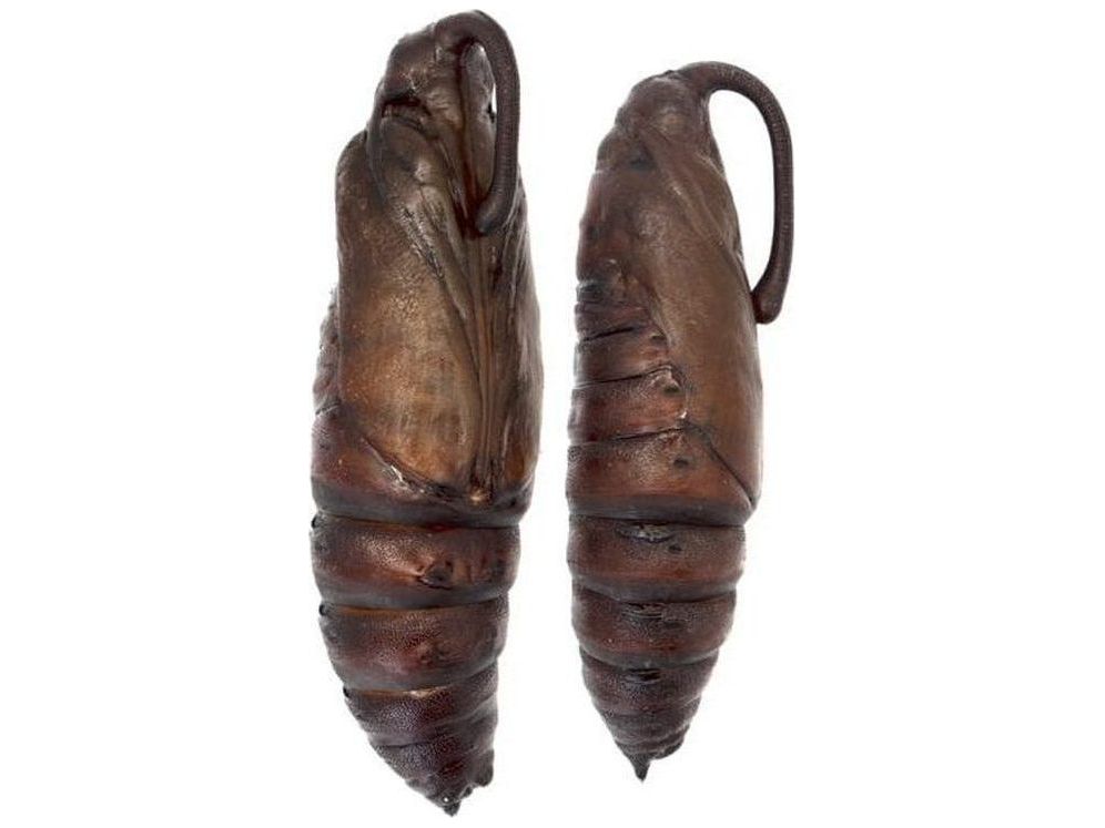 Live Hornworm Moth Sexed Pairs Manduca sexta