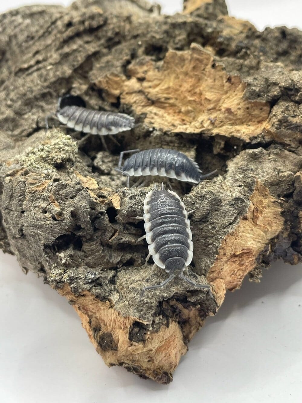 Porcellio "Sevilla" Isopods DubiaRoaches.com 10ct 