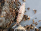 "Dwarf Purple" Isopods Trichoniscus sp.