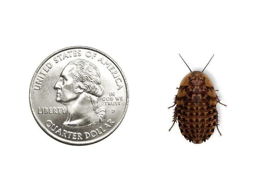 Discoid Roaches Free Shipping - Live Feeders | “Buy Fresh Roaches