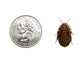 Discoid Roaches FREE SHIPPING dubia roaches DubiaRoaches.com Large 3/4"-1" 25 