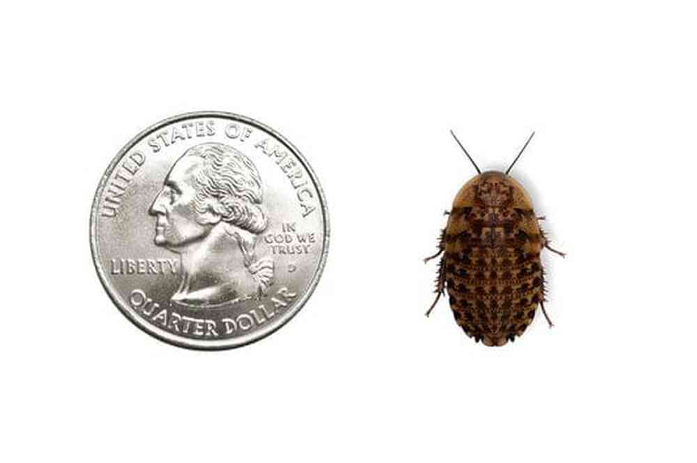 1000ct Discoid Roaches - Florida Legal Auction